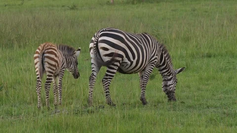 Zebra with foal, grazing Stock-Footage 101613712
