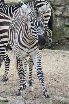 A zebra foal in a herd Stock Photos