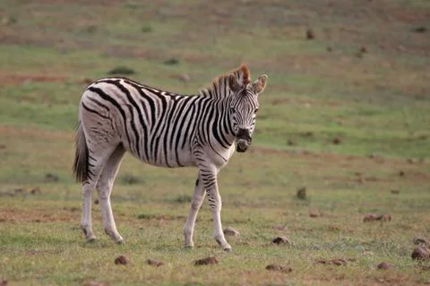 Zebra Foal Stock Photos