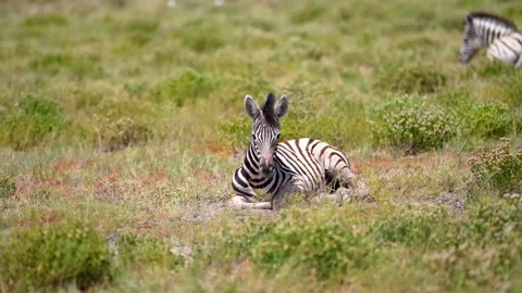 Zebra Foal Resting in Grass in African Savanna. Stock Footage 313560681