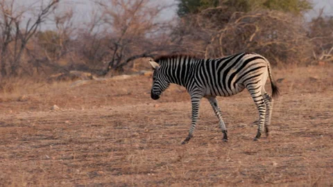 Zebra foal walking at sunset in balule nature reserve at kruger national park 스톡 동영상 303617084