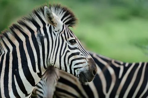 Zebra foal in the wilderness Stock Photos