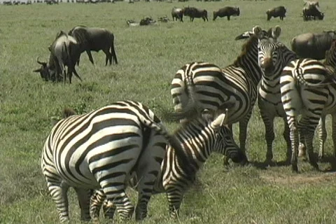 Zebra Video stock 125111
