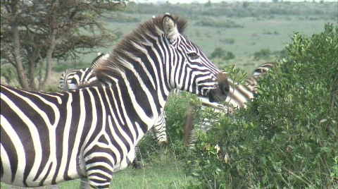 Zebra Stock Footage