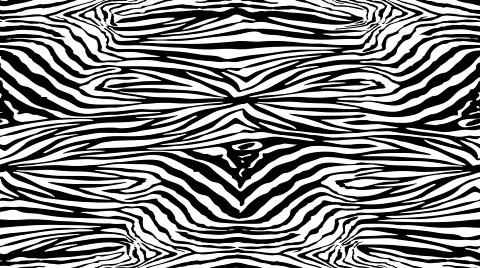 Zebra Video stock 353837
