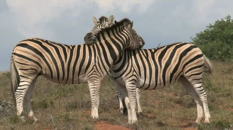 Zebra Stock Footage