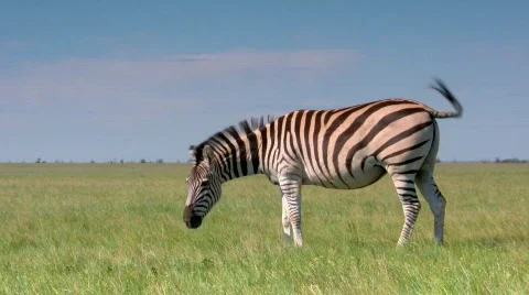 Zebra Stock Footage