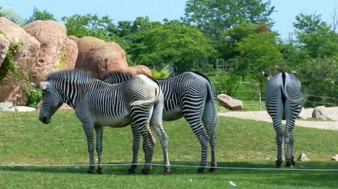 Zebra Stock Footage 504660