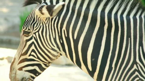 Zebra Stock Footage 667511
