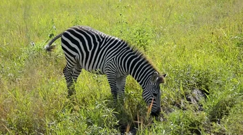Zebra Stock Footage 7740652