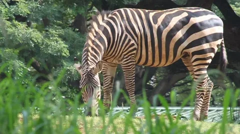 Zebra Stock Footage 8069688