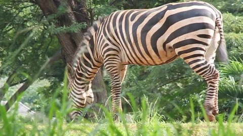 Zebra Stock Footage 8081641
