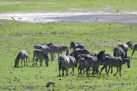 Zebra 動画素材 8776959