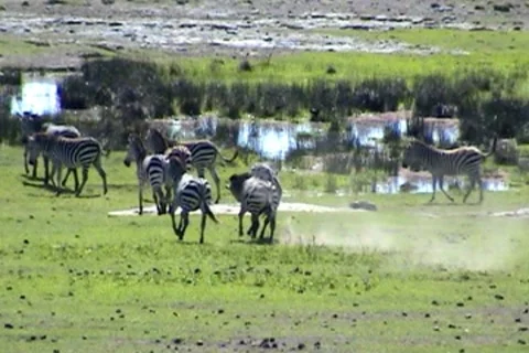 Zebra 動画素材 8777028