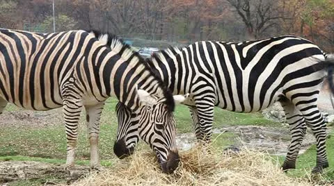 Zebra 動画素材 10841695