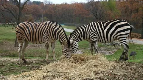 Zebra Stock Footage 10842123