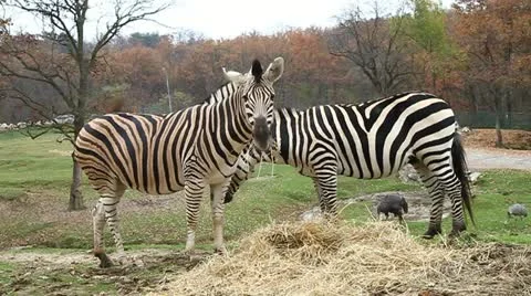 Zebra Stock Footage 10842375