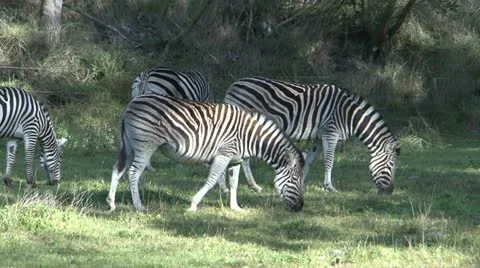 Zebra Stock-Footage 11010836
