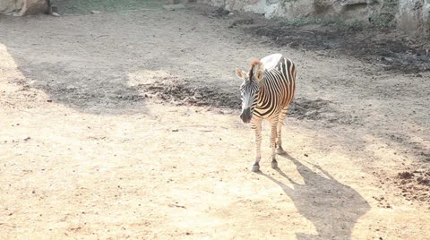 Zebra Stock Footage 23670594