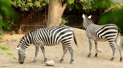 Zebra Stock Footage 23906943