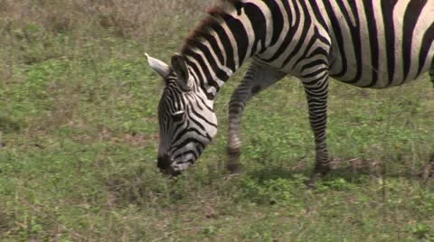 Zebra Stock Footage 24656383