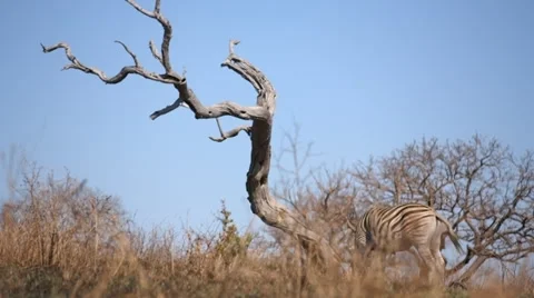 Zebra Stock Footage 29654843