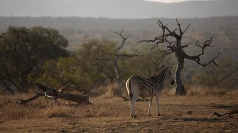 Zebra Stock Footage 29677694