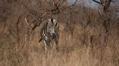 Zebra 動画素材 29677757