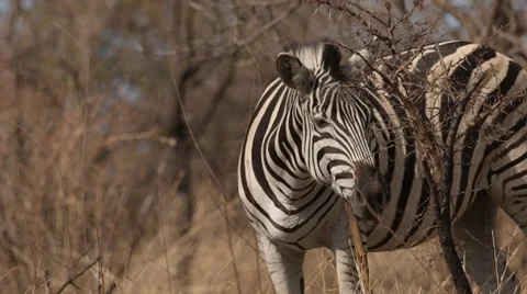 Zebra Stock Footage 29677869