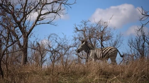 Zebra Stock Footage 29678206