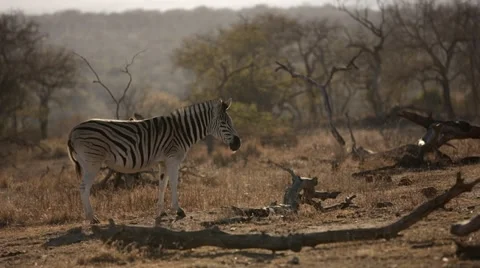 Zebra Stock Footage 29678246