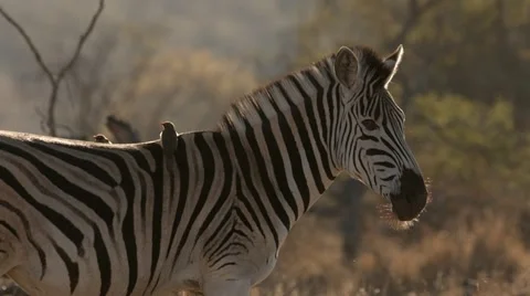 Zebra Stock Footage 29680208