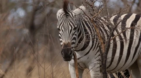 Zebra Stock Footage 29750188