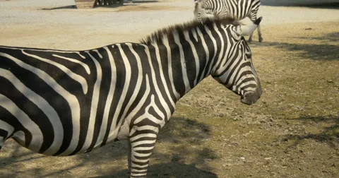 A zebra Stock Footage 41415329