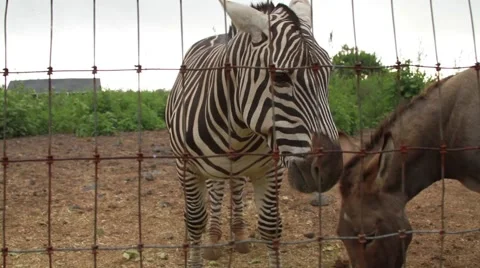 Zebra Video stock 44971584