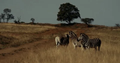Zebra Stock Footage 75462786