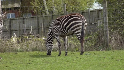 Zebra Stock Footage 89402618