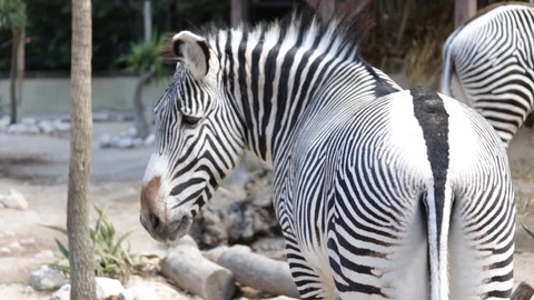 Zebra Video stock 110989951