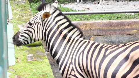 Zebra Stock Footage 119098400