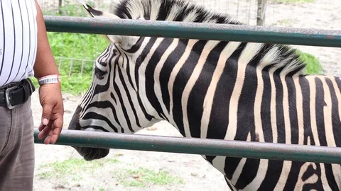 Zebra Vídeos de archivo 119098401