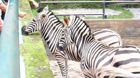 Zebra Stock Footage 119098410