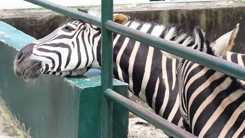 Zebra Stock Footage 119098427