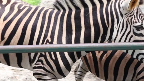 Zebra Video stock 119098485