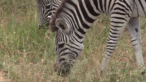 Zebra Stock Footage