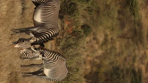 Zebra Stock Footage 234678895