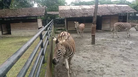 ZEBRA Stock Footage 236438983