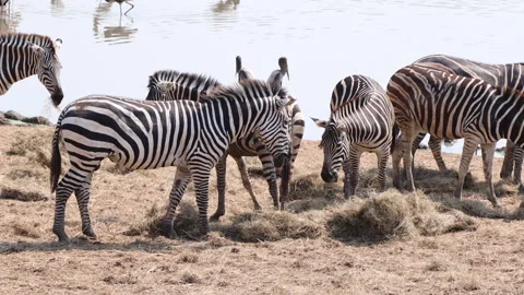 Zebra Stock Footage 308840670
