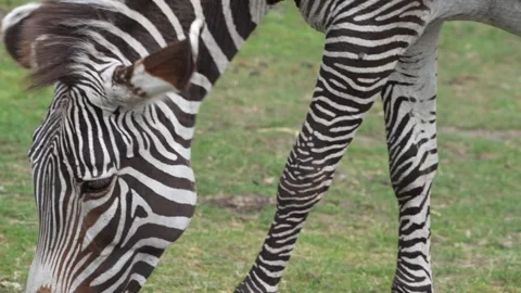 Zebra Stock Footage 311944448
