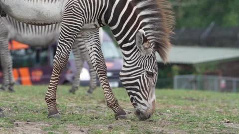 Zebra Stock Footage 311944479