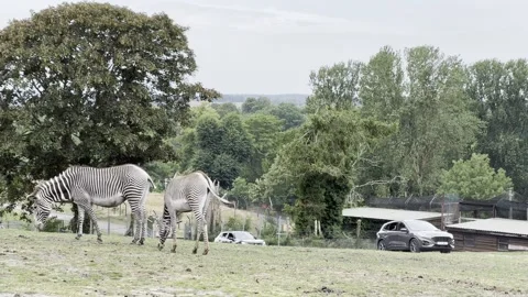 Zebra Stock Footage 311956592